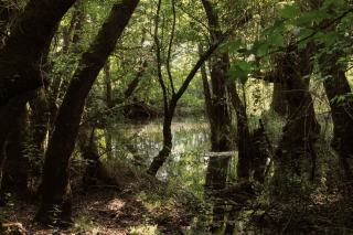 PNR Marais Poitevin : forêts et gestion sylvicole en zone protégée