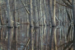 PNR Marais Poitevin : forêts et gestion sylvicole en zone protégée