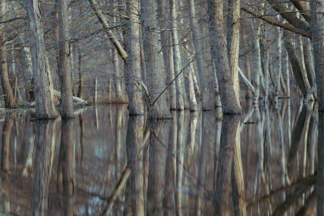 Forêts du PNR Marais Poitevin : gestion et biodiversité dans un parc naturel