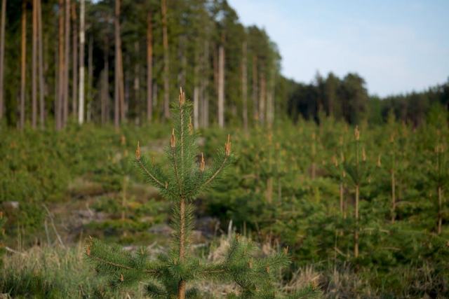 Forêts dans les sites classés de Vendée : le cas du château de la Baronnière