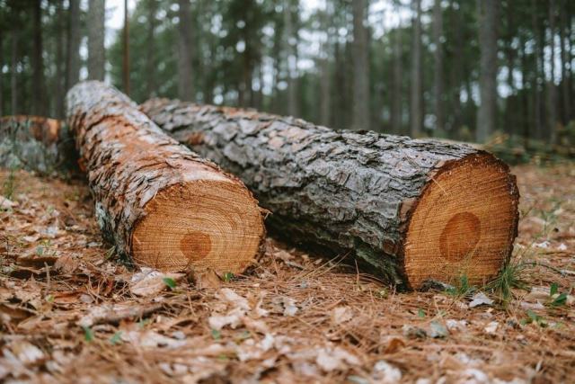 La corniche angevine : gérer ses forêts dans un paysage classé de la Loire