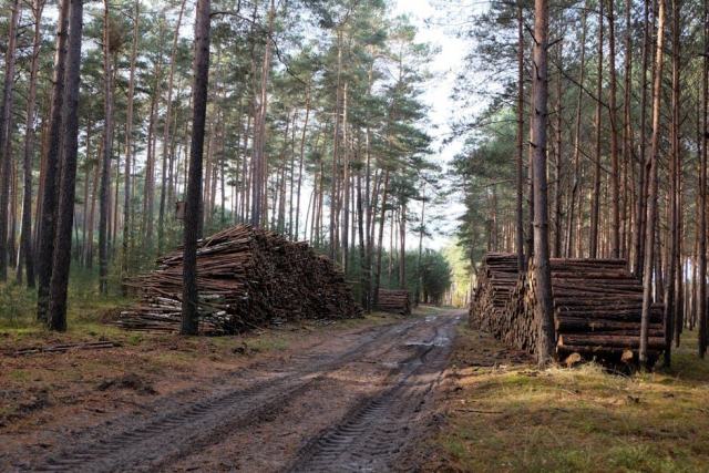 Gérer ses boisements dans un site inscrit de Maine-et-Loire : le Bois des Éloux