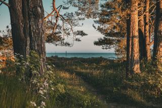 Pointe du Devin à Noirmoutier : site inscrit et boisements littoraux protégés