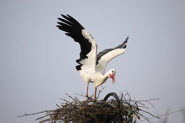 Site Natura 2000 NA-30 : Brière, zones humides et biodiversité