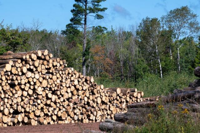La forêt de Mervent-Vouvant : gestion sylvicole dans un massif Natura 2000