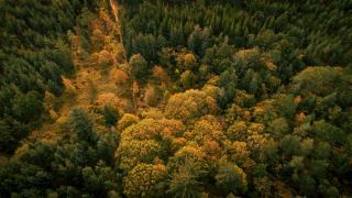 Forêt de Mervent-Vouvant : site Natura 2000 en Vendée et gestion forestière