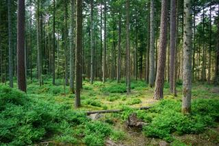 PEFC et forêt privée en Pays de la Loire : certification et valorisation