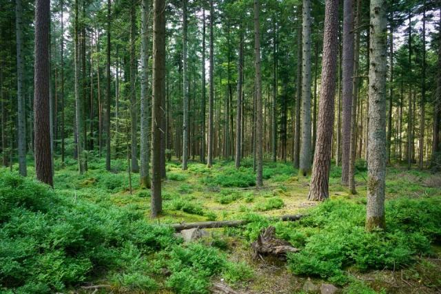 La certification PEFC en forêt privée : valoriser sa gestion durable