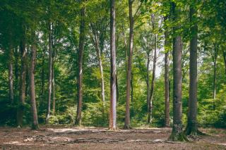 Acheter une forêt : les vérifications avant de signer