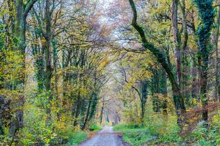 Acheter une forêt : les vérifications avant de signer