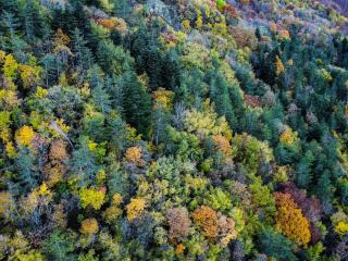 Qu'est-ce que la biodiversité forestière et comment la garder ?