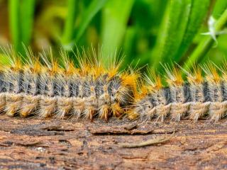 Chenille processionnaire du pin : cycle, risques et lutte