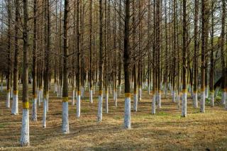 Jeune plant feuillu entouré d'un manchon grillagé dans une plantation forestière