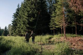 Parcelle de feuillus en cours de reboisement en Pays de la Loire