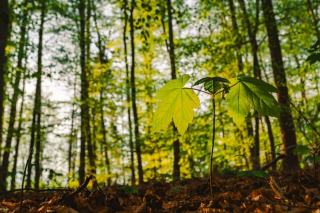 Parcelle de feuillus en cours de reboisement en Pays de la Loire