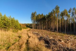 Coupe rase et reboisement obligatoire en forêt privée