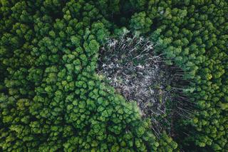 Coupe rase et reboisement obligatoire en forêt privée