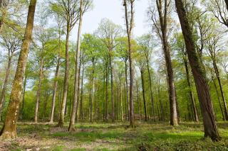 Quelles obligations pour un propriétaire forestier en 2026 ?