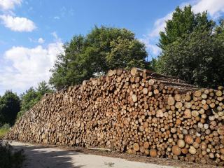Comment vendre son bois sur pied sans brader sa forêt ?