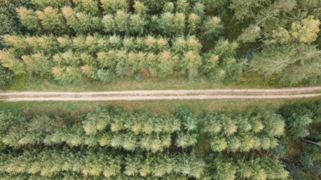 Gérer sa forêt privée : guides, fiches essences et biodiversité Gérer sa forêt privée : guides, fiches essences et biodiversité