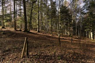 Prix forêt à l'hectare, ce qui fait varier la valeur d'un bois