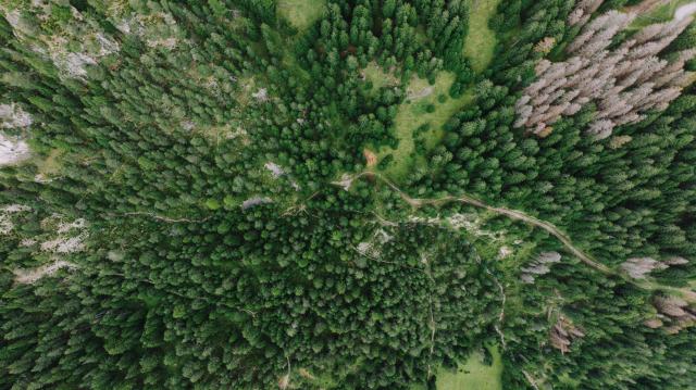 Santé des peuplements et adaptation au climat Santé des peuplements et adaptation au climat