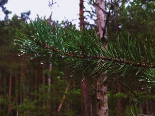 Adapter sa forêt au changement climatique : les leviers réels