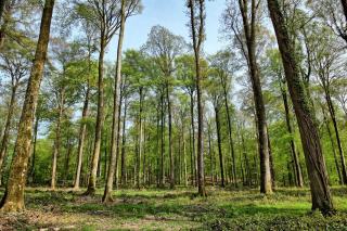 La forêt privée en France : surfaces, propriétaires et dynamiques