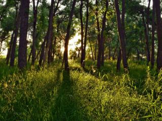 L'aulnaie-frênaie à hautes herbes : un habitat alluvial riche