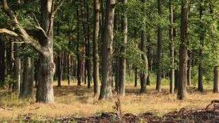 Quelle densité pour une plantation de chêne