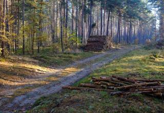 Bois mort en forêt : rôle écologique et gestion