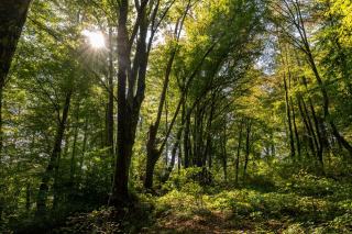 Bois de châtaignier : durabilité, usages et conduite du taillis