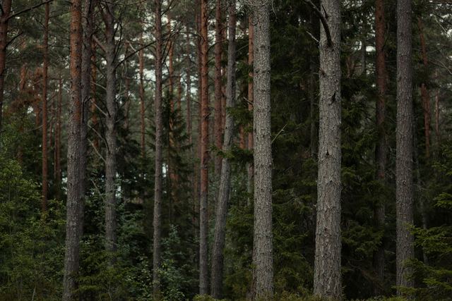Conduire un peuplement de pin laricio en forêt privée Conduire un peuplement de pin laricio en forêt privée