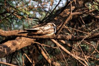 L'engoulevent d'Europe : un oiseau des coupes et des landes