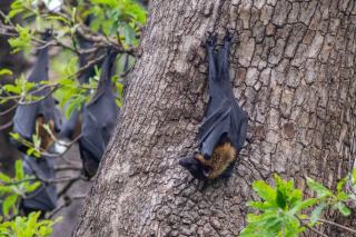 Les chauves-souris arboricoles : gîtes et périodes sensibles