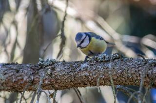 Le calendrier des travaux et les périodes sensibles de la faune