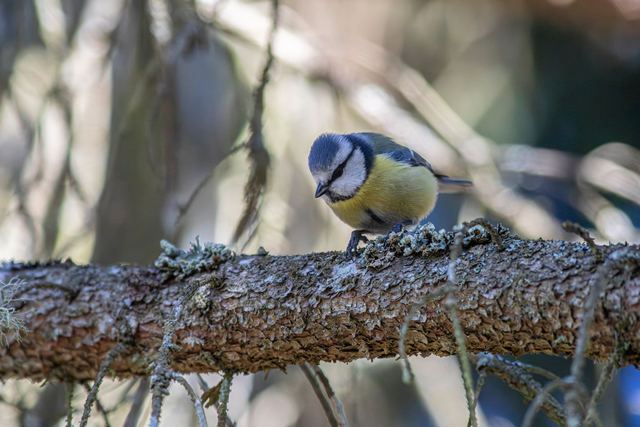 Oiseaux de landes : caler les chantiers hors des nichées Oiseaux de landes : caler les chantiers hors des nichées
