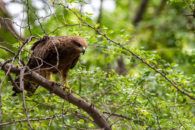 Rapaces forestiers de France, espèces, nids et calendrier des coupes Rapaces forestiers de France, espèces, nids et calendrier des coupes