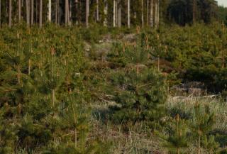 Comprendre l'indice de biodiversité potentielle en forêt
