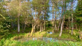 Préserver une mare forestière dans une forêt exploitée