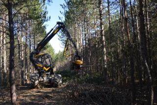 Abattage directionnel : diriger la chute d'un arbre