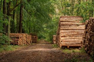 Aider le boisement : histoire et logique des fonds forestiers