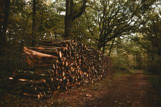 Forêt en parc naturel régional, ce que la charte impose vraiment