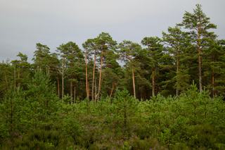 Comment la forêt s'inscrit-elle dans la trame verte et bleue ?