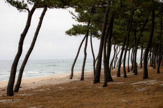 foret plage