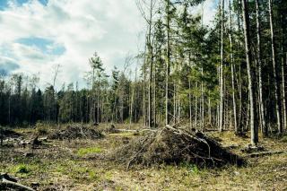 Les forges en forêt : un patrimoine né du charbon de bois