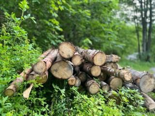 Étangs et retenues en forêt : gestion et vidange